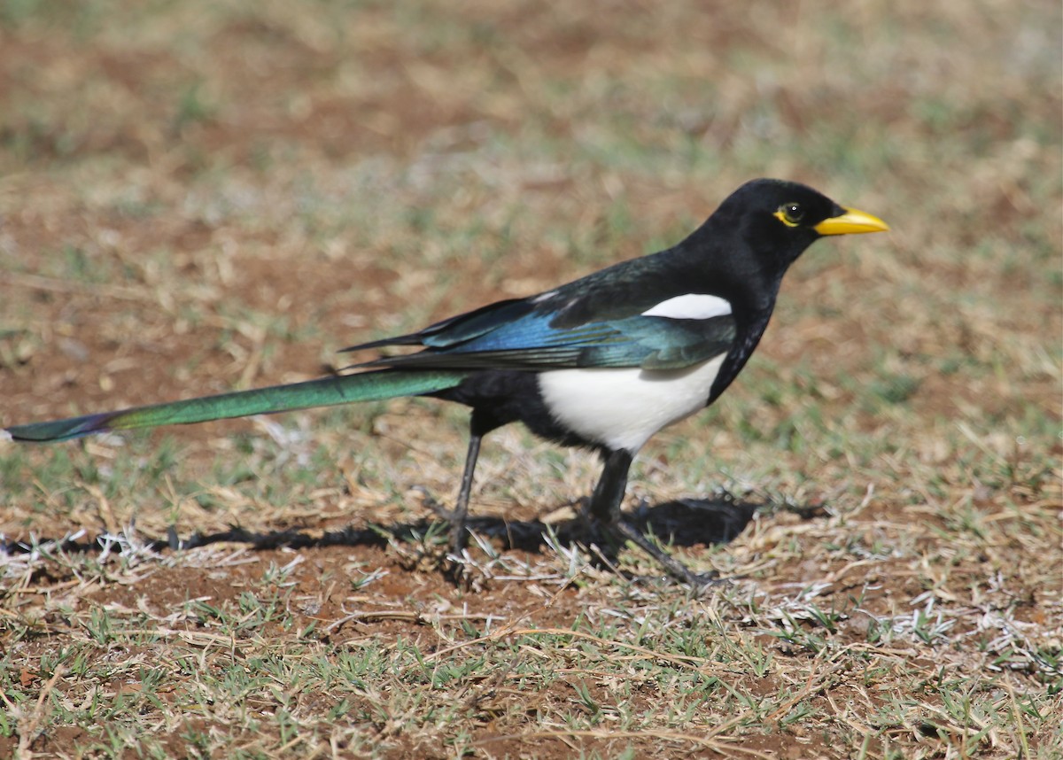 Yellow-billed Magpie - Gil Ewing