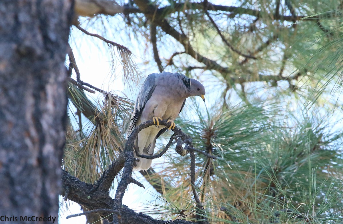 Band-tailed Pigeon - Chris McCreedy - no playbacks