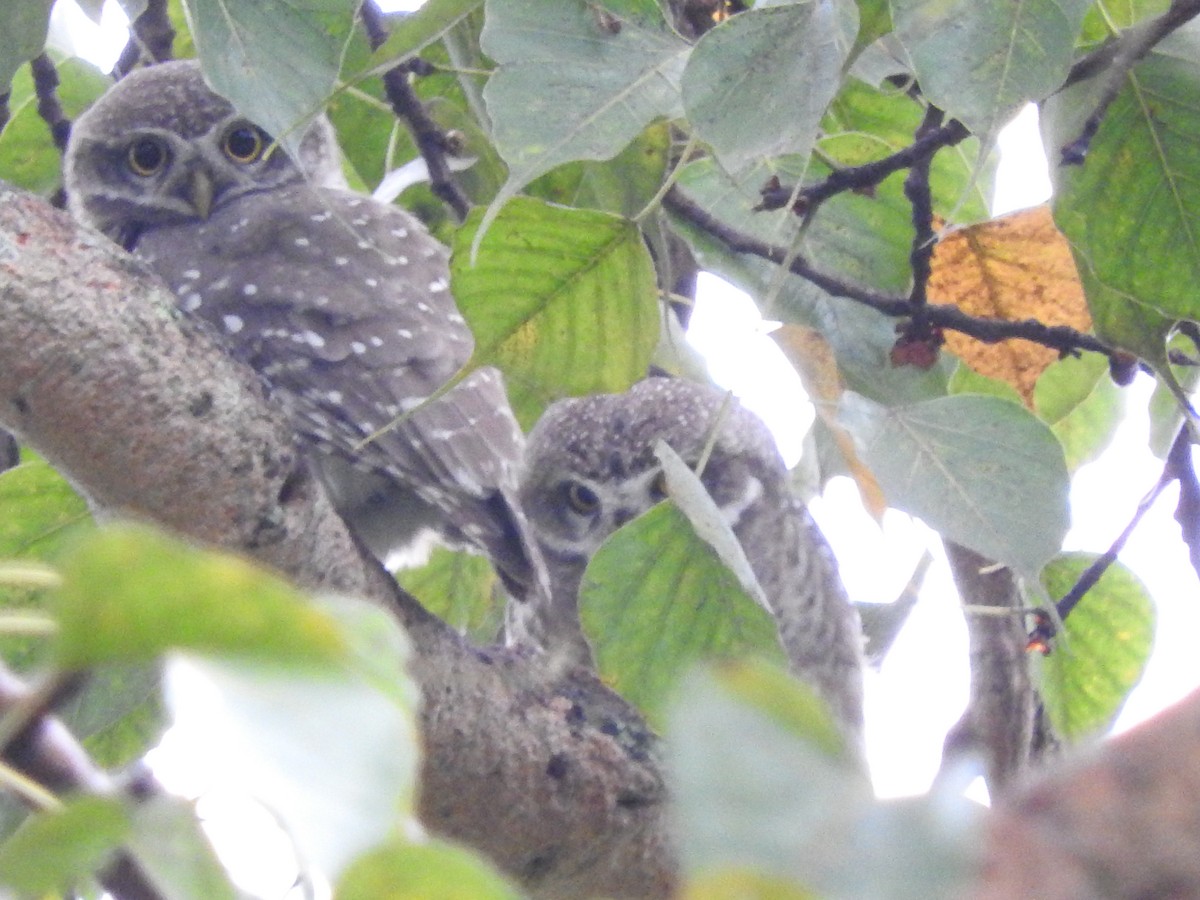 Spotted Owlet - Arjun  Dev