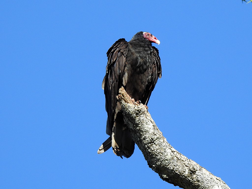 Turkey Vulture - Richard Garrigues