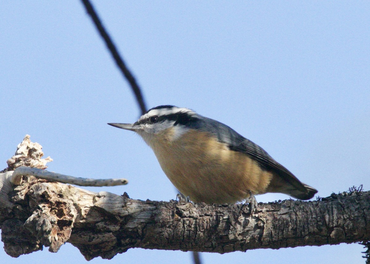 Red-breasted Nuthatch - ML73780501
