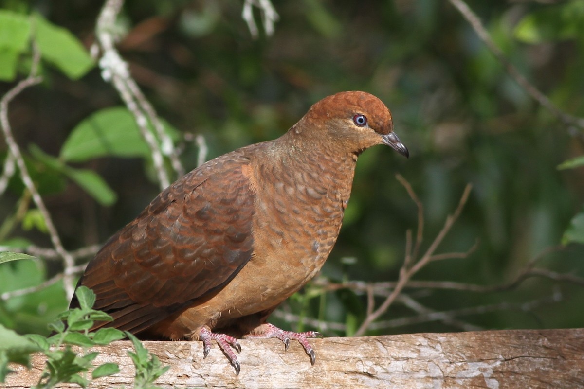 Brown Cuckoo-Dove - ML73782411