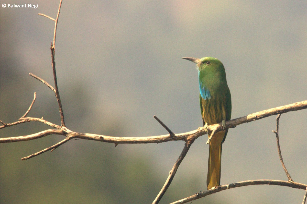 Blue-bearded Bee-eater - Balwant Negi