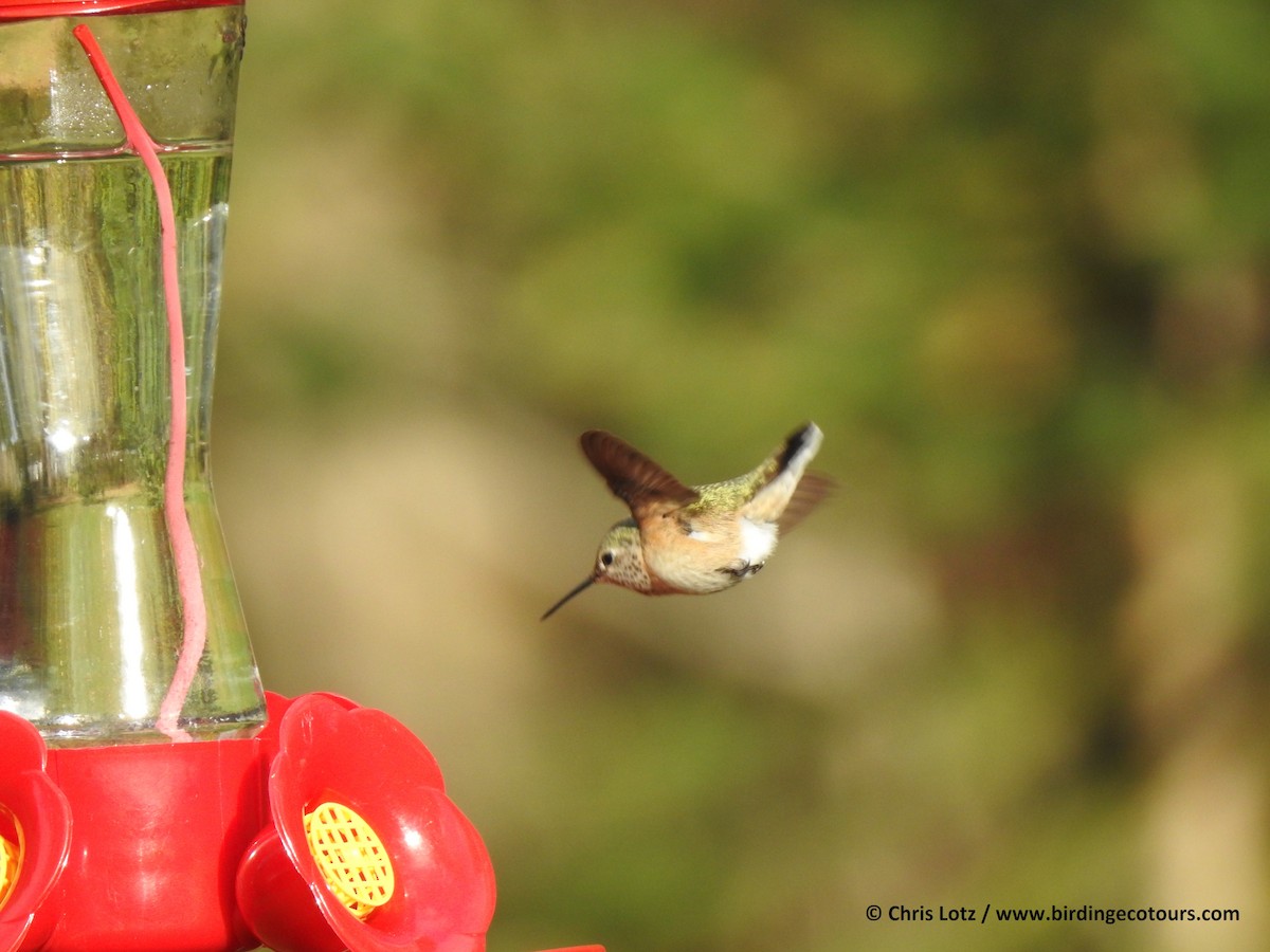 Calliope Hummingbird - Chris  Lotz - Birding Ecotours