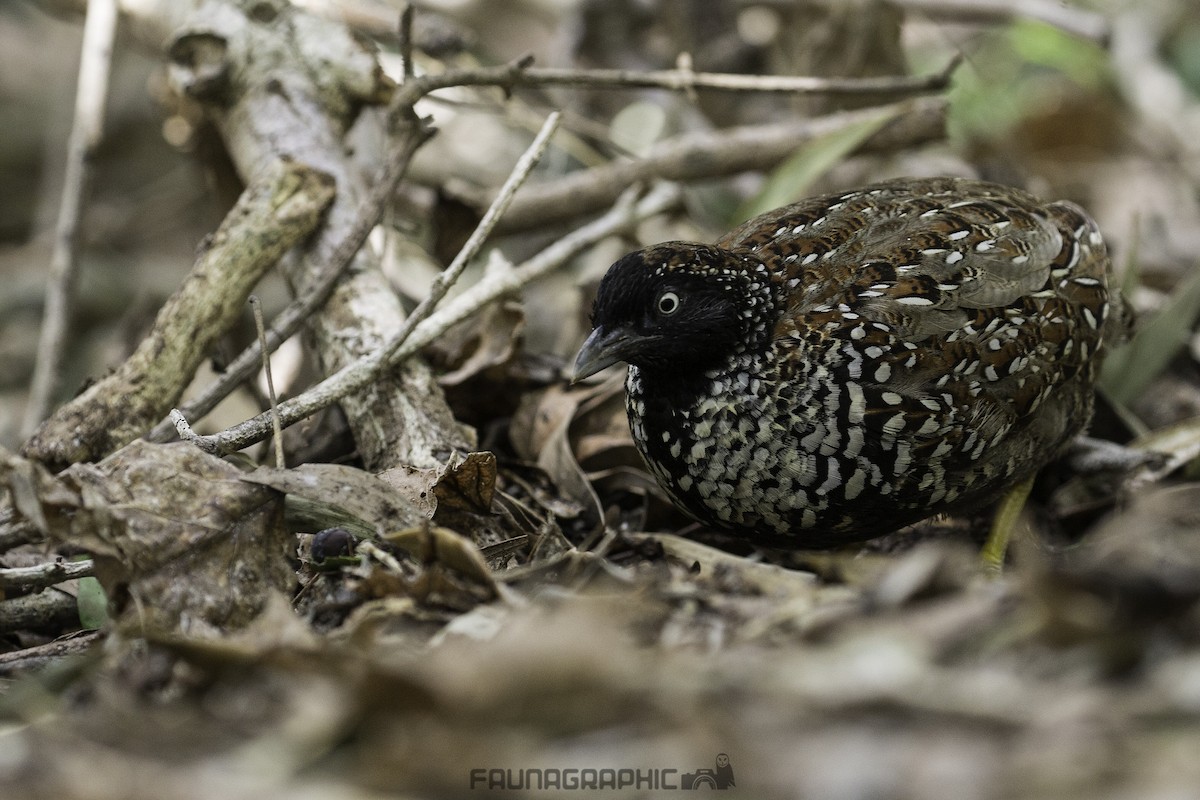 Black-breasted Buttonquail - ML73787641