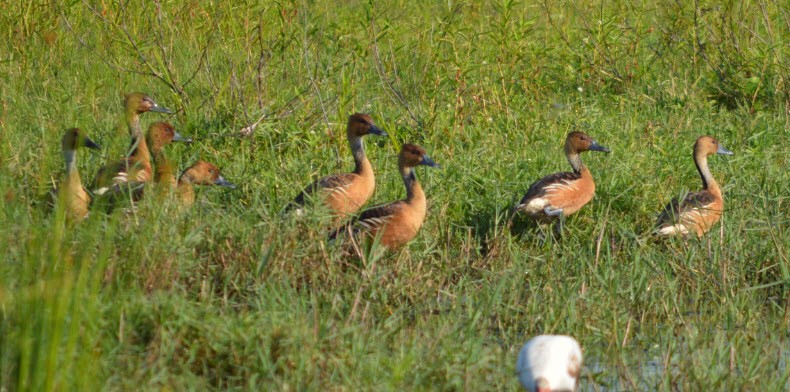 Fulvous Whistling-Duck - David W Foster