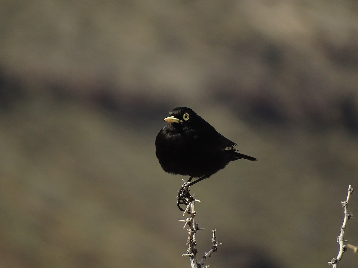 Spectacled Tyrant - ML73794651