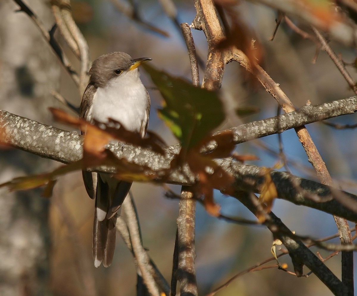 Yellow-billed Cuckoo - Bill Bunn