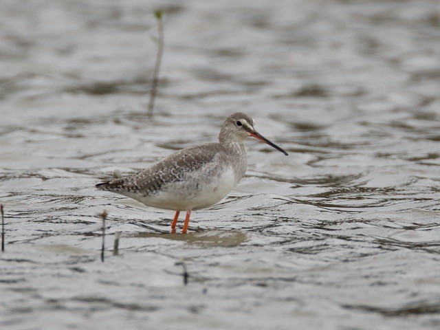 Spotted Redshank - ML73796151