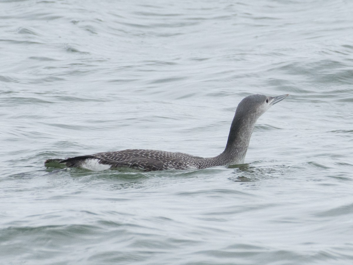 Red-throated Loon - T I