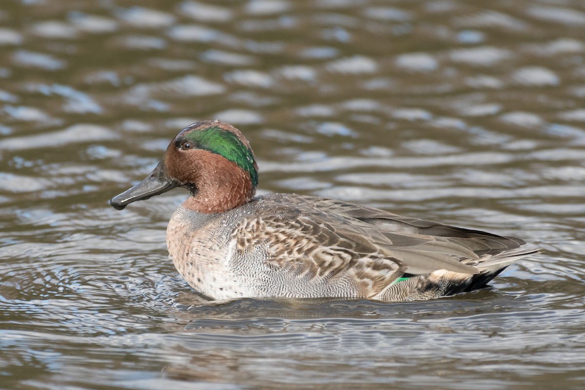 Green-winged Teal - ML73796621