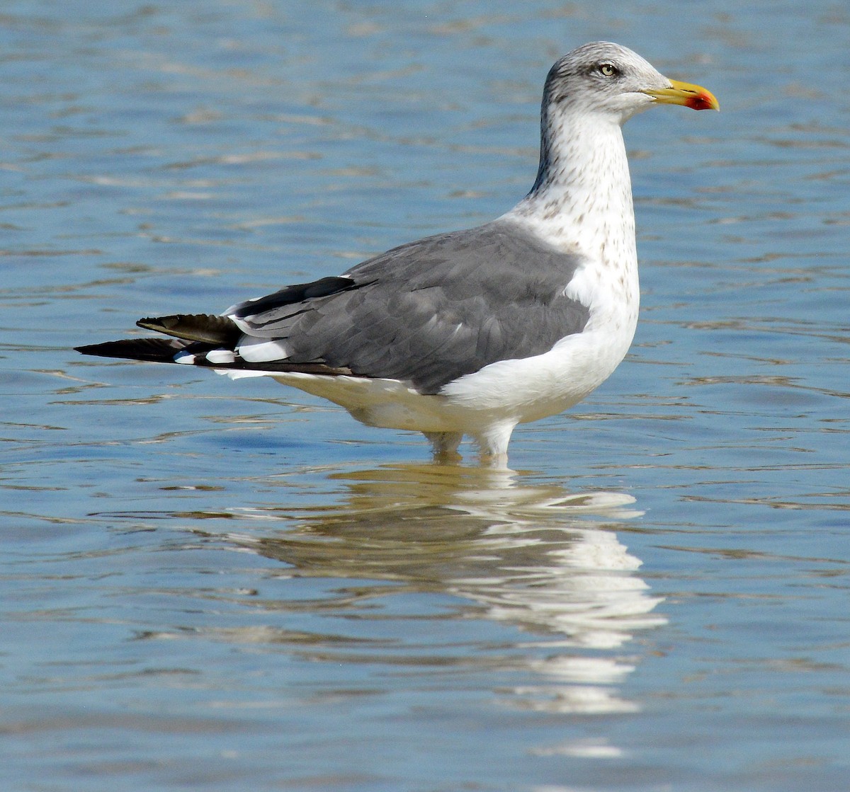 Lesser Black-backed Gull - Charles Hundertmark