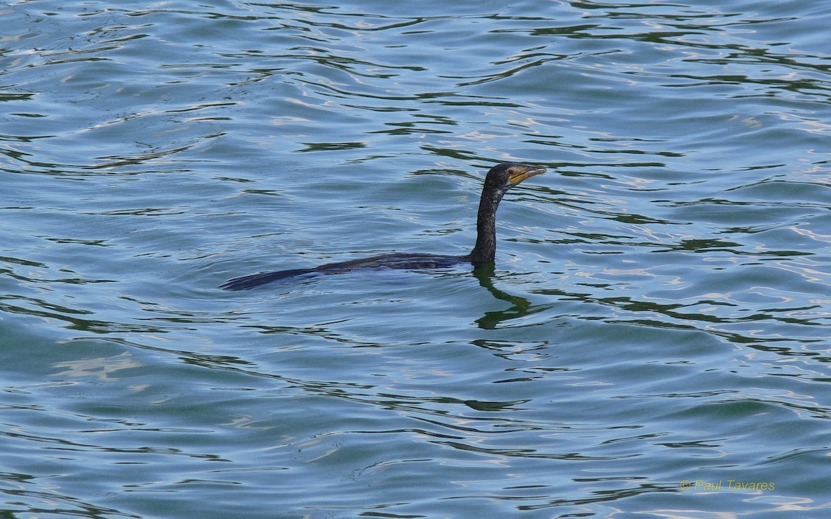 Long-tailed Cormorant - ML73802841