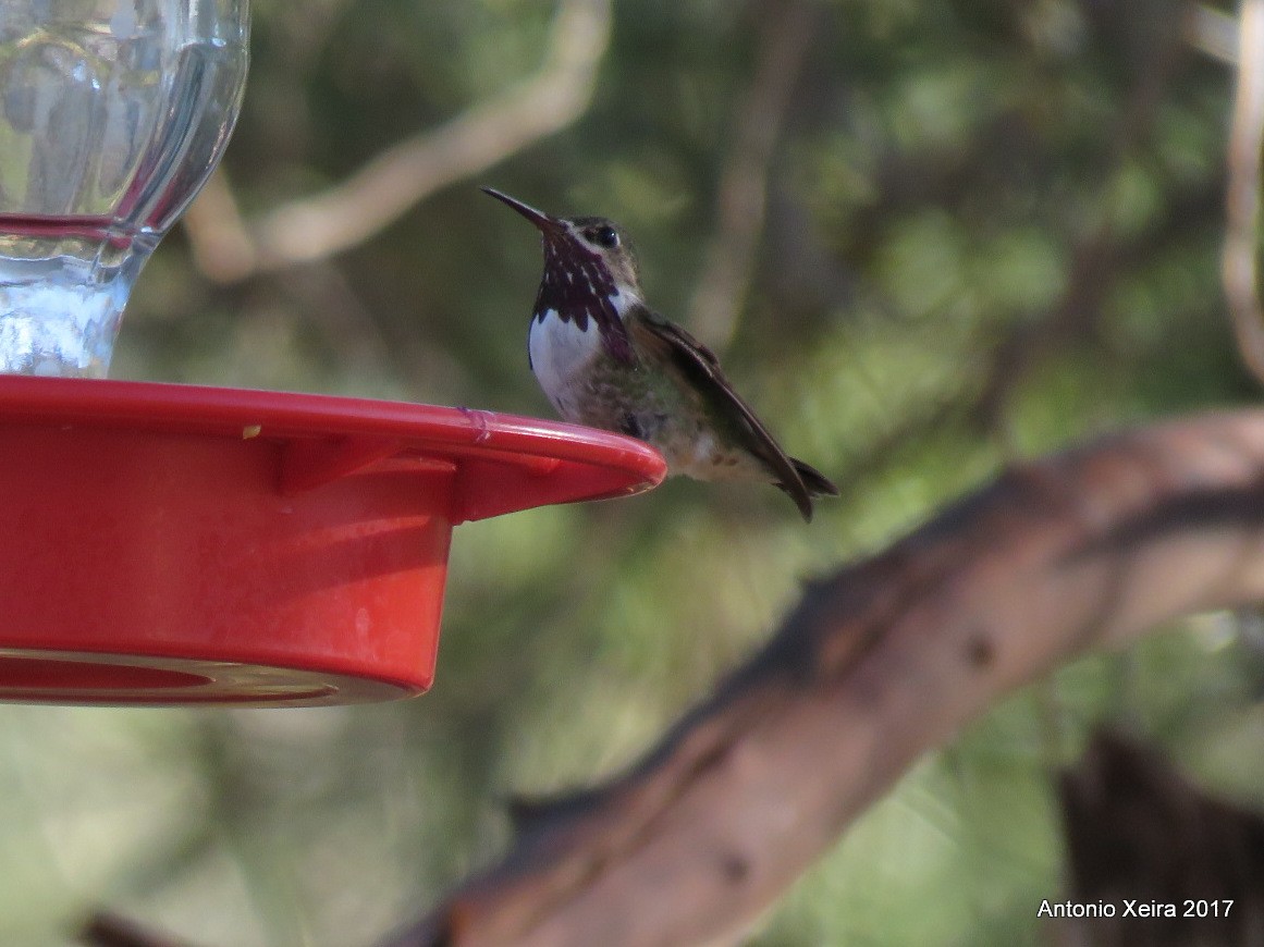 Calliope Hummingbird - ML73804611