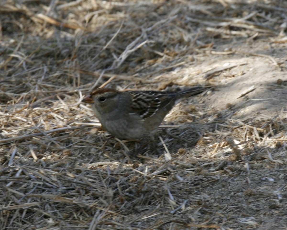 White-crowned Sparrow - Amy Henrici