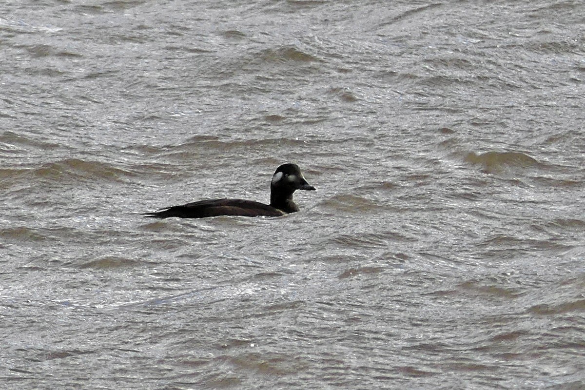 White-winged Scoter - André Cloutier