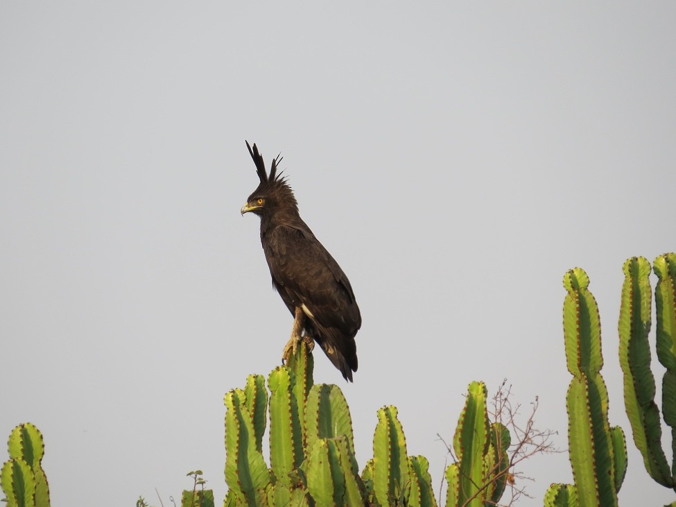 Long-crested Eagle - André Weiss