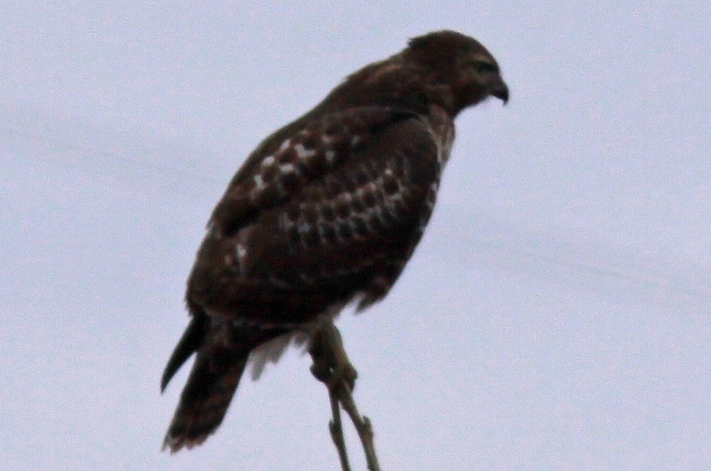 Red-tailed Hawk - Gilles Ethier
