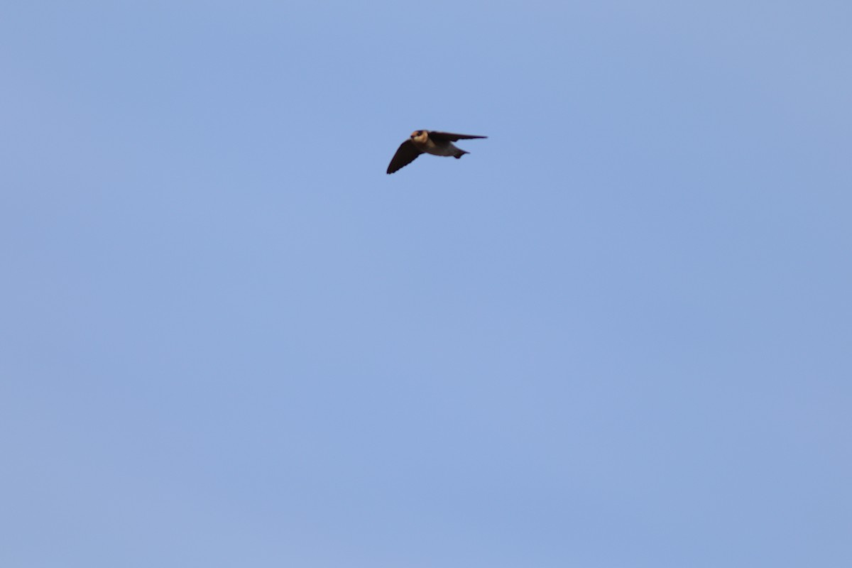 Cave Swallow - ML73812391