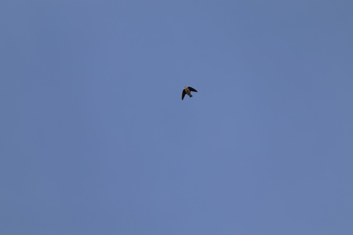 Cave Swallow - ML73812441