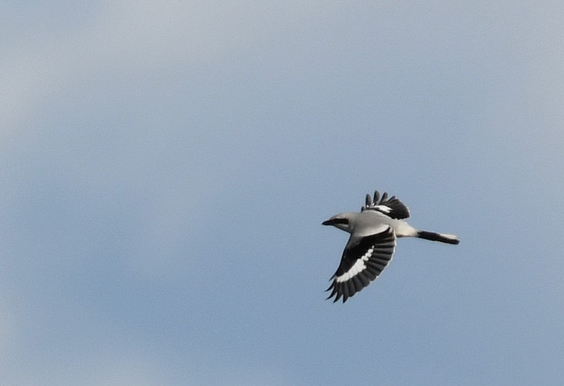 Great Gray Shrike - Haldun Savaş