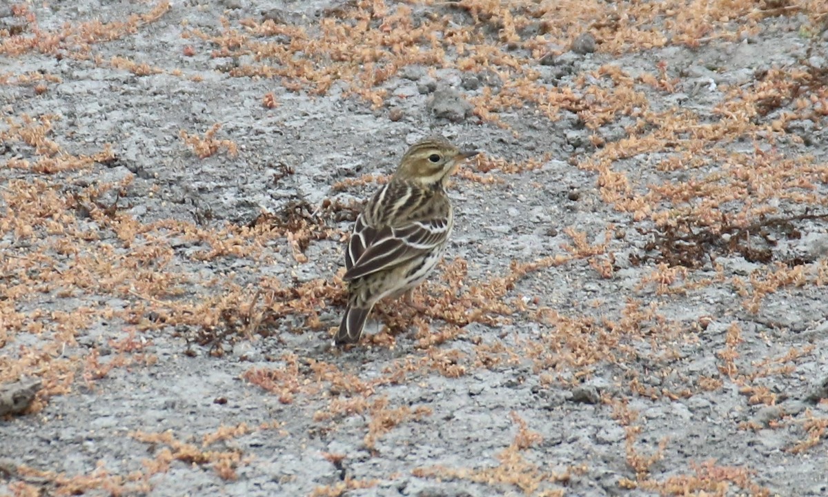 Red-throated Pipit - Ryan Winkleman