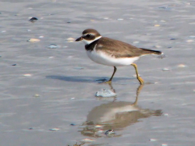 Semipalmated Plover - Dean Newhouse