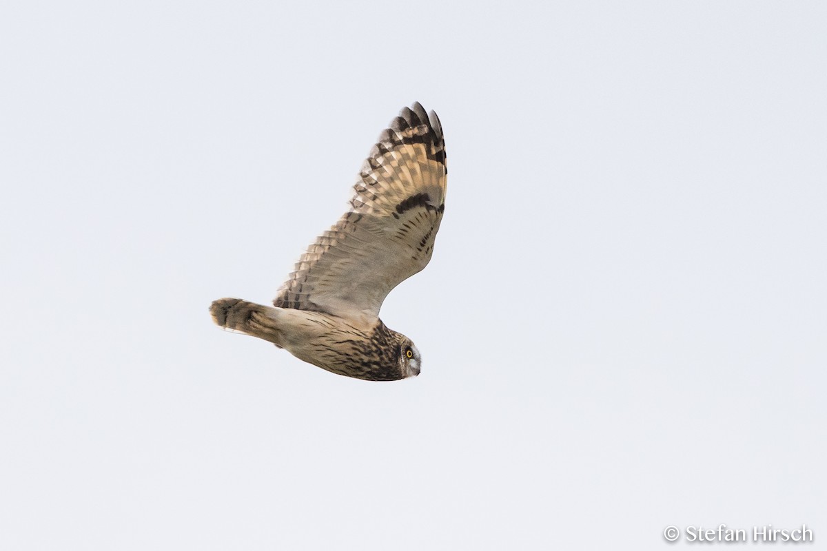 Short-eared Owl - ML73819241