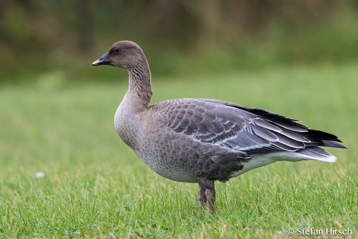 Pink-footed Goose - ML73819381