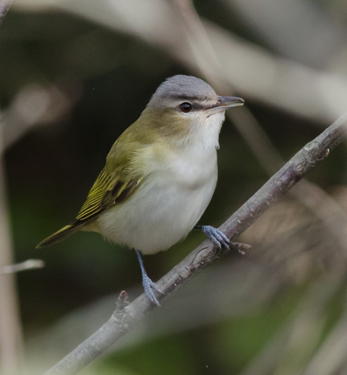 Red-eyed Vireo - Alix d'Entremont