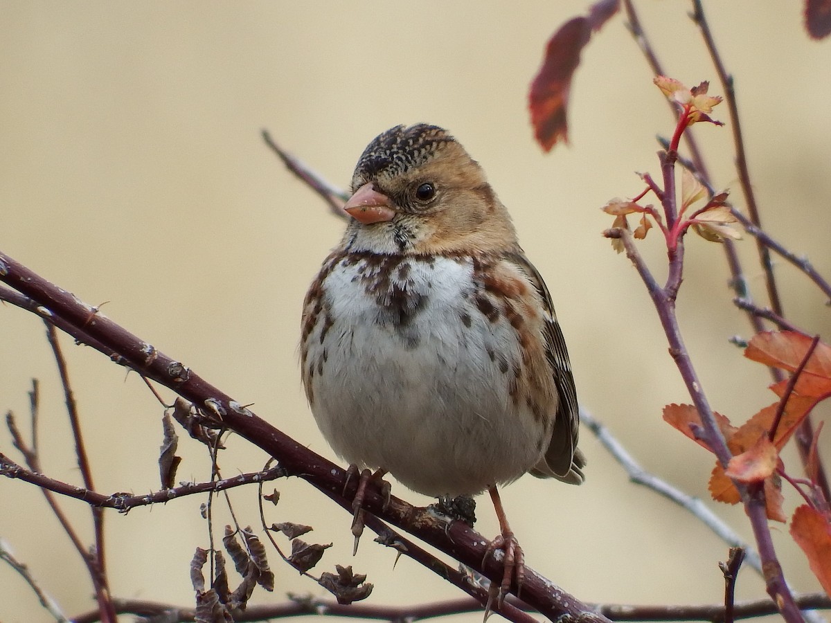 Harris's Sparrow - ML73823281