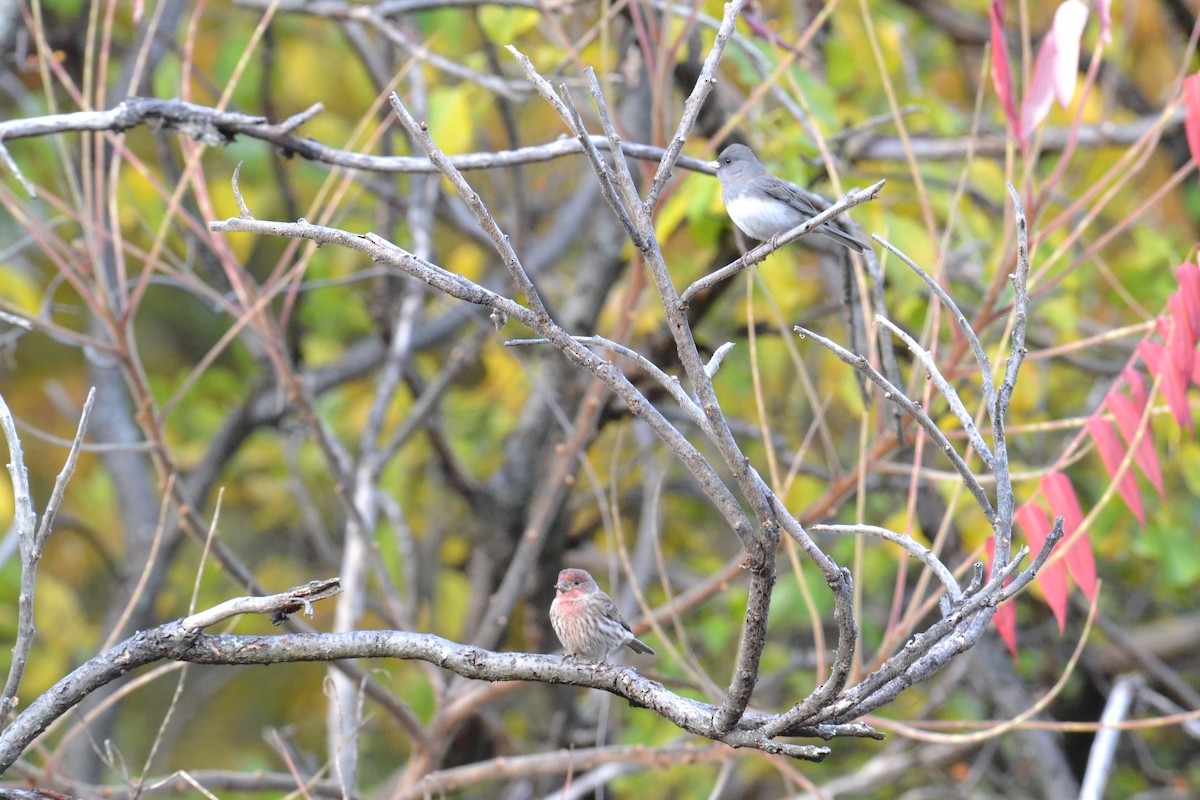 House Finch - Sam Sphire