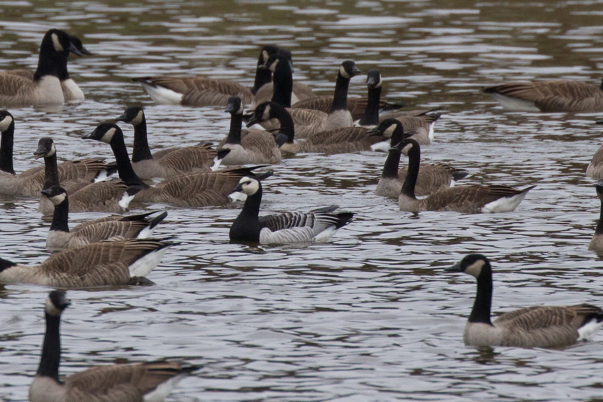 Barnacle Goose - Griffin Richards