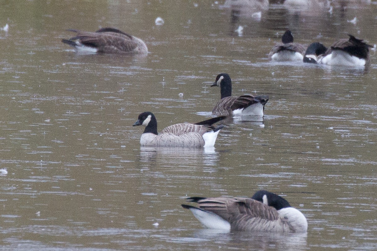 Cackling Goose (Richardson's) - ML73828691