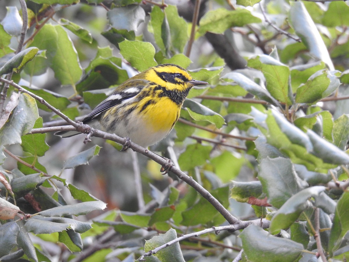 Townsend's Warbler - James Maley
