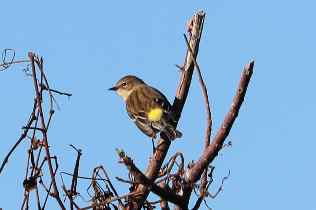 Yellow-rumped Warbler - Alta Tanner