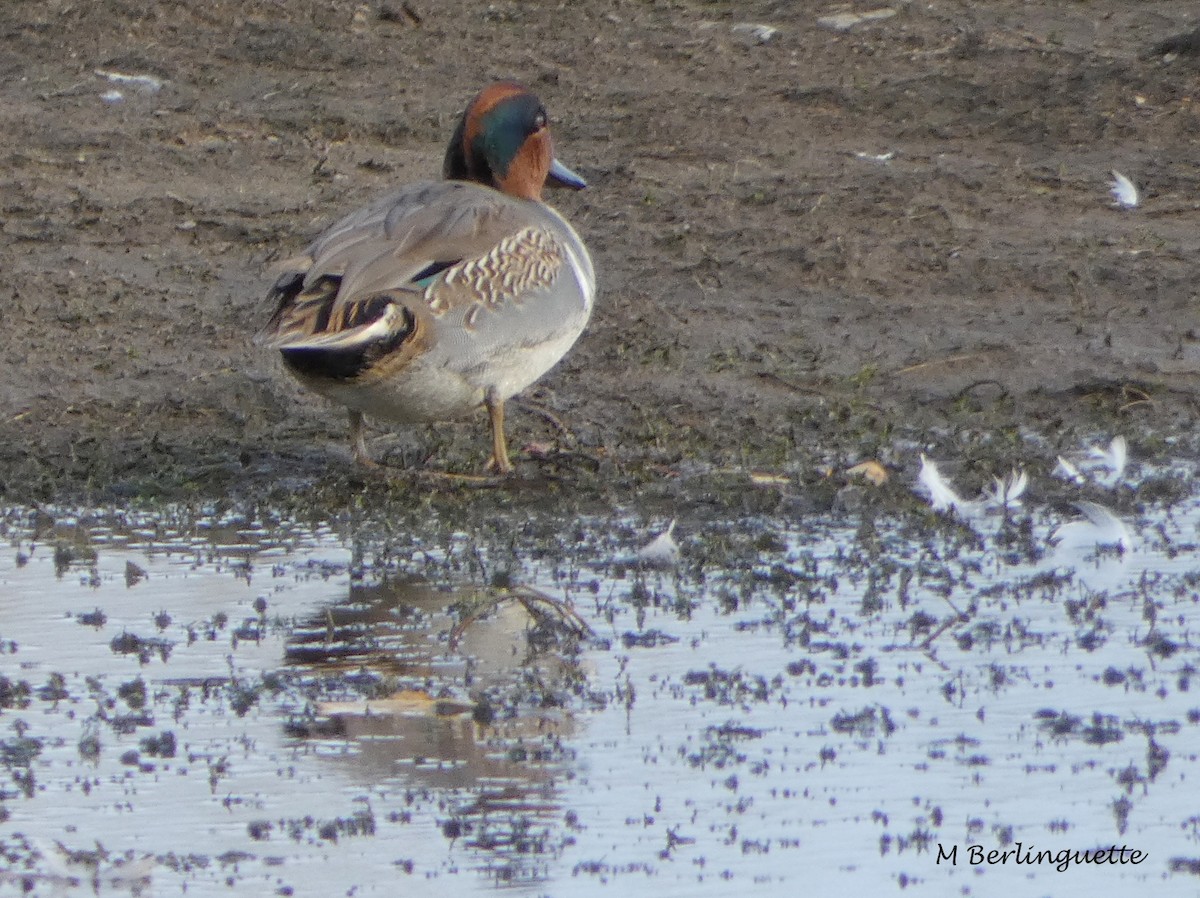 Green-winged Teal - ML73837721