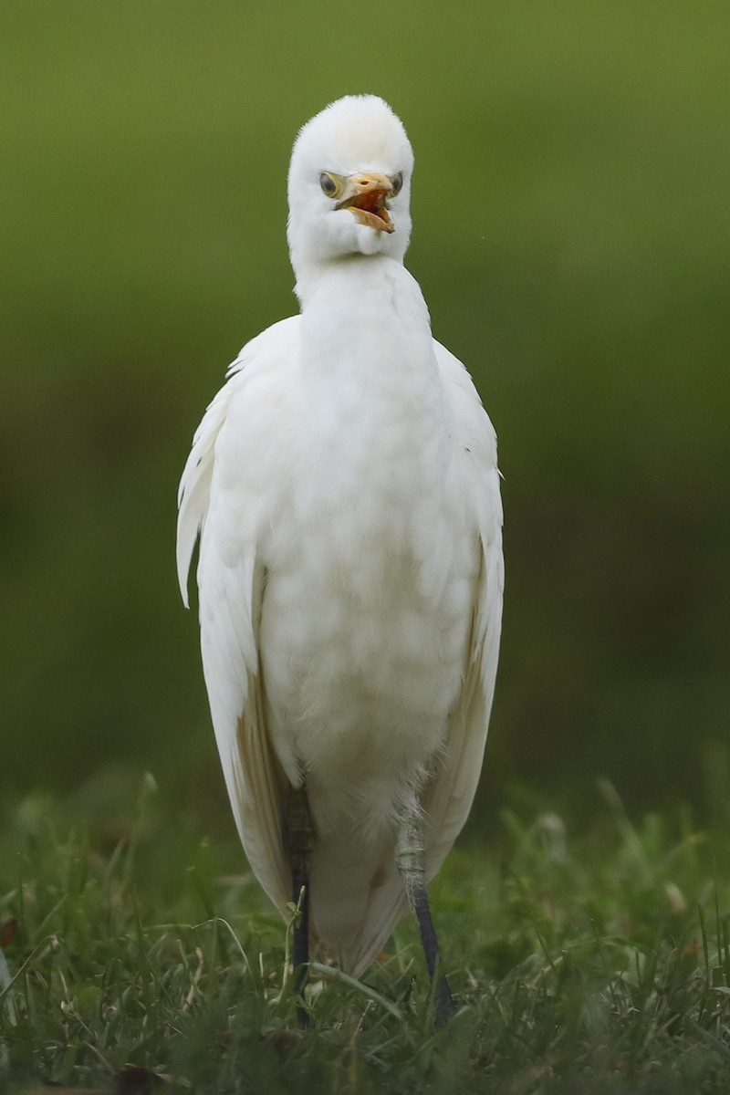 Western Cattle Egret - Charmaine Anderson