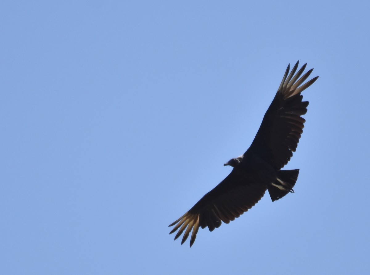 Black Vulture - Mauricio  Silvera