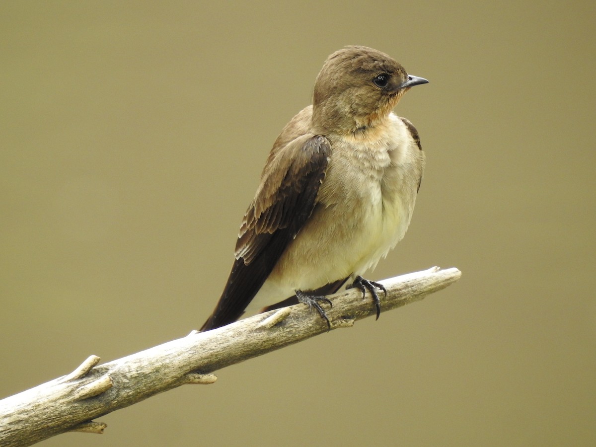 Southern Rough-winged Swallow - ML73845401
