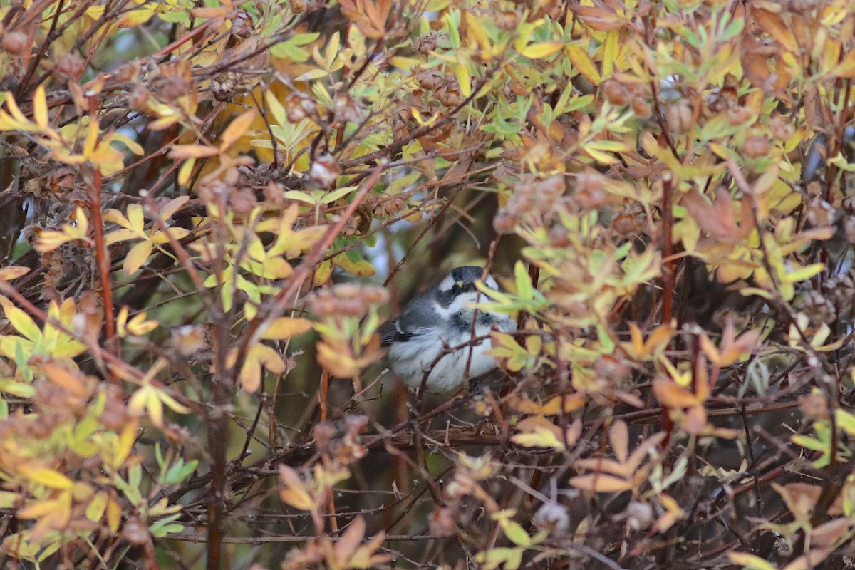 Black-throated Gray Warbler - ML73847521