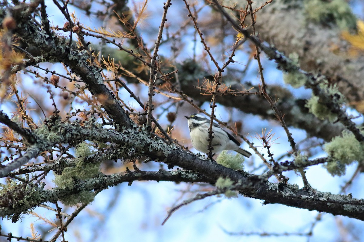 Black-throated Gray Warbler - ML73847531