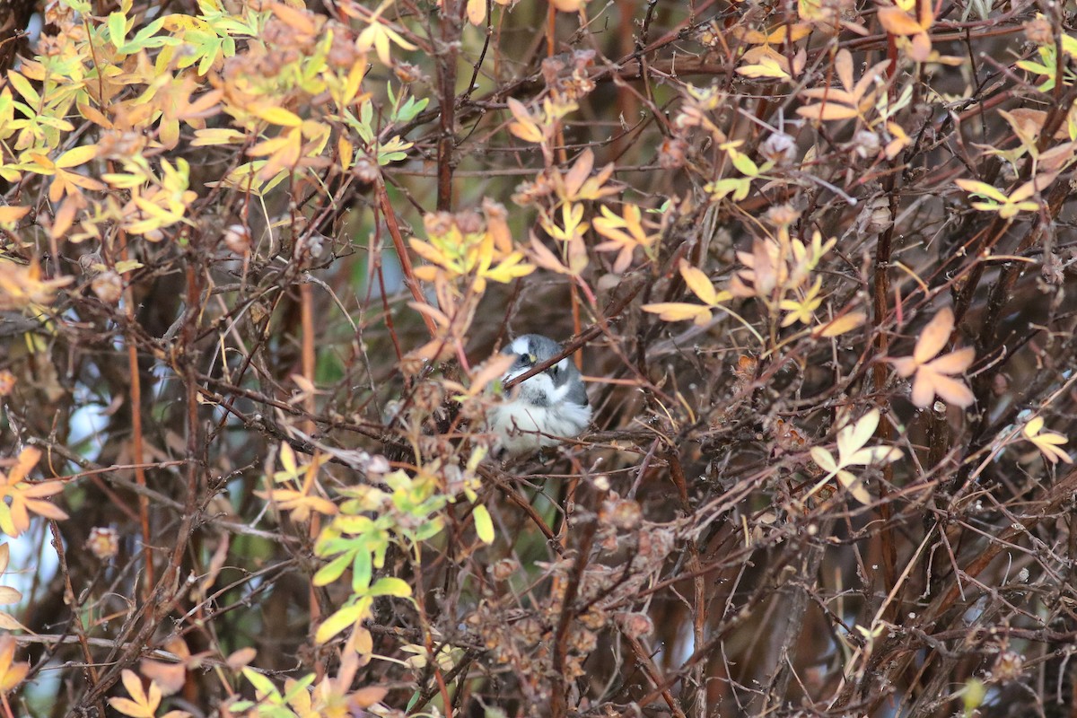 Black-throated Gray Warbler - ML73847541