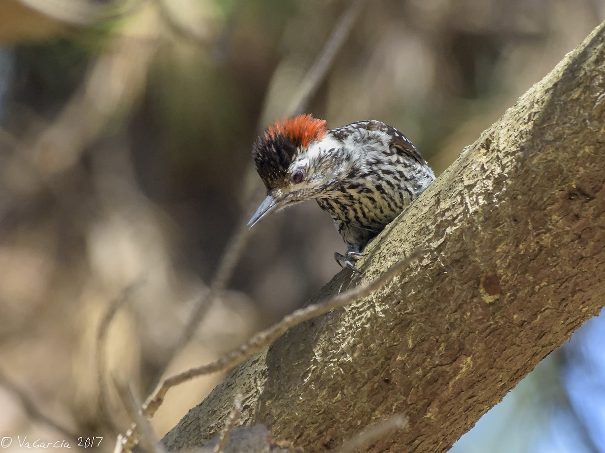 Striped Woodpecker - VERONICA ARAYA GARCIA