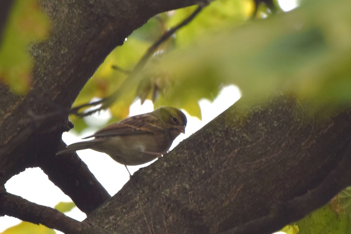 Chipping Sparrow - ML73849121