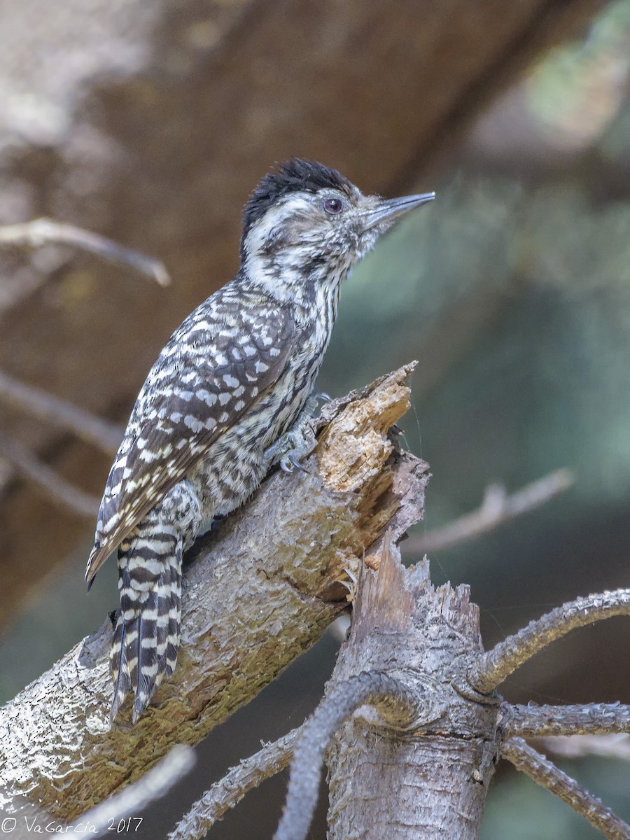 Striped Woodpecker - ML73849151