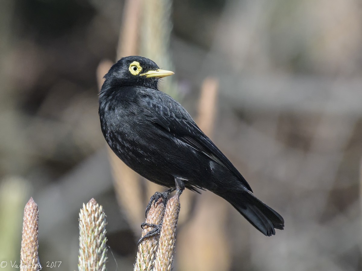 Spectacled Tyrant - ML73849671