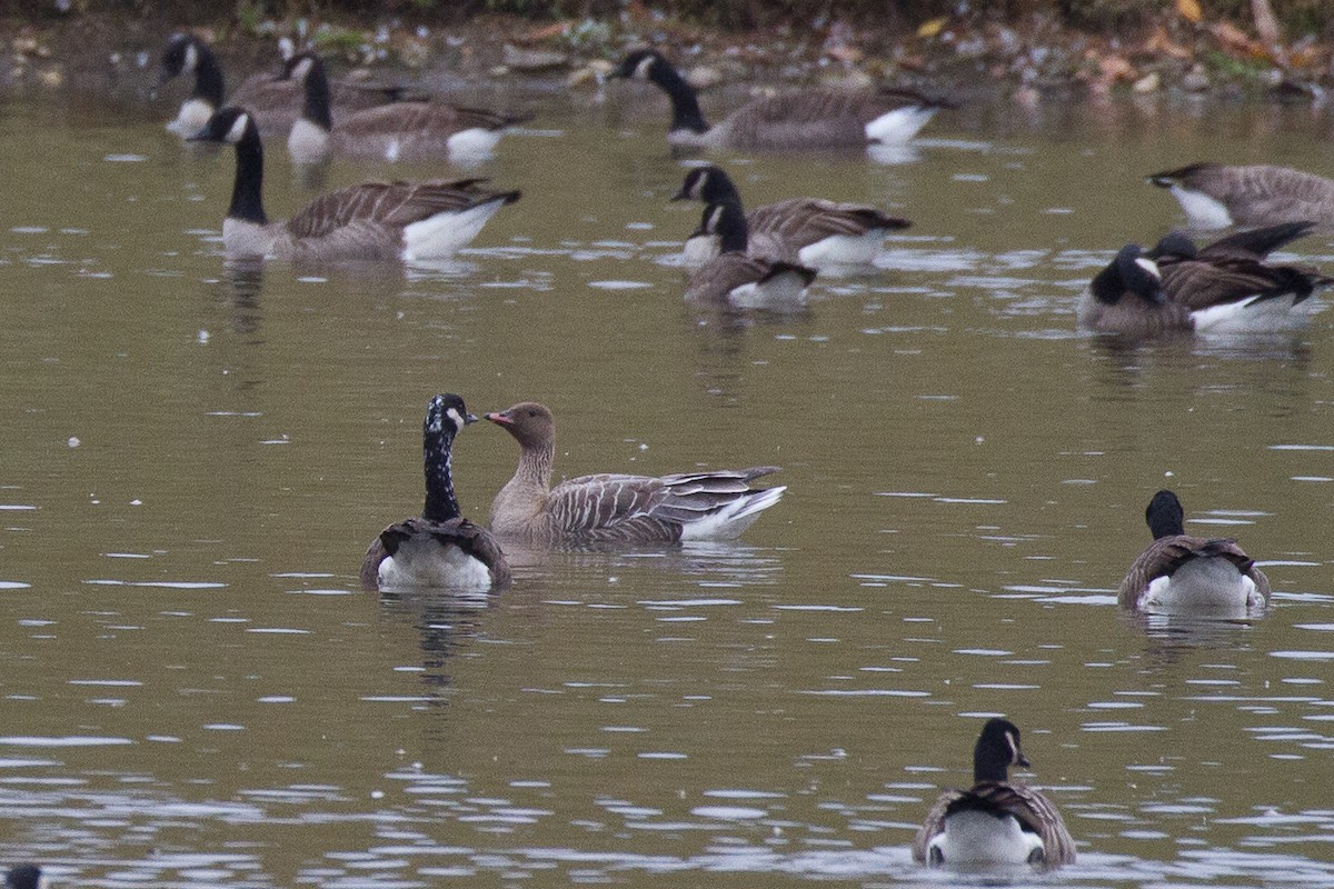 Pink-footed Goose - ML73850561