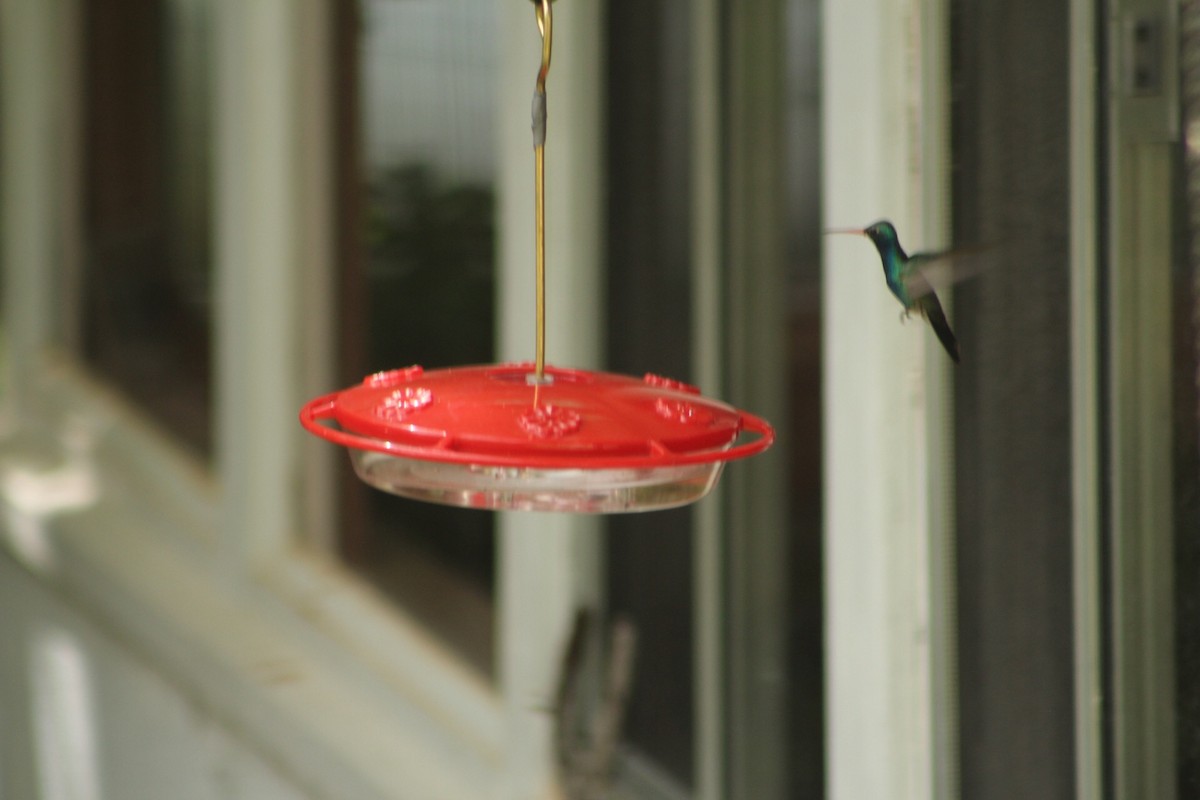 Broad-billed Hummingbird - Alan  Troyer