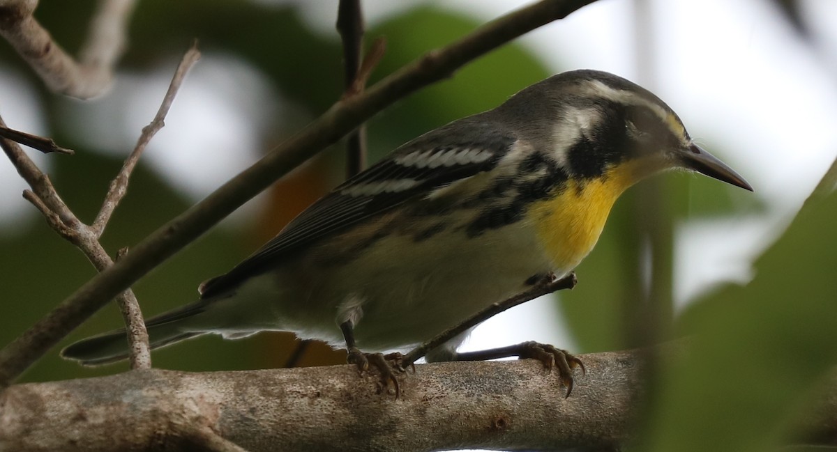 Yellow-throated Warbler - Anthony Levesque